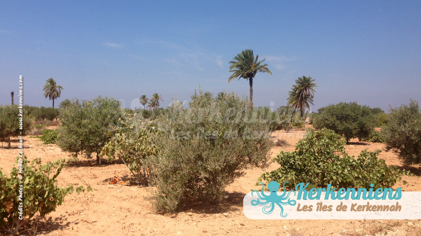 Kerkennah, oliviers, figuiers, vignes et palmiers... héritage de la Rome antique - Kerkennah (Tunisie)