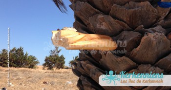 Palmier, fonctions infinies, compagnon de pic-nique - Kerkennah (Tunisie)