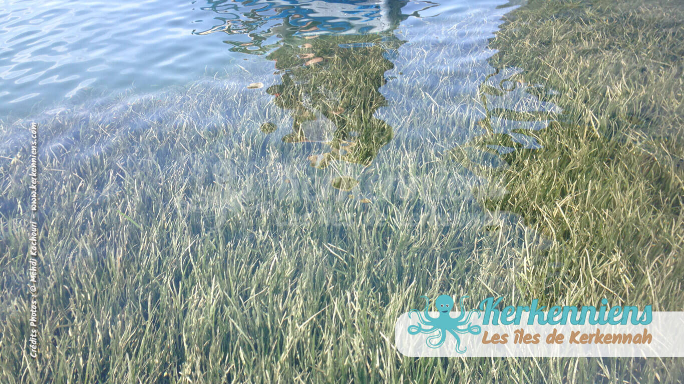 Herbier de posidonie dans l'eau cristalline, Gardien de la biodiversité - Kerkennah (Tunisie)