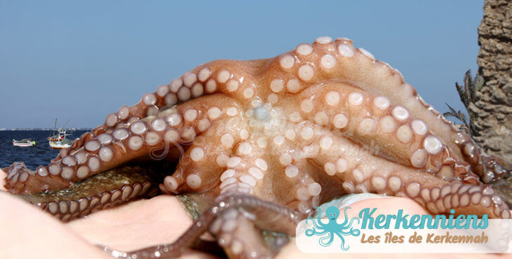 Kerkennah, le forum d'Octopus est ouvert