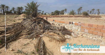 Destruction de la flore et palmiers de kerkennah !