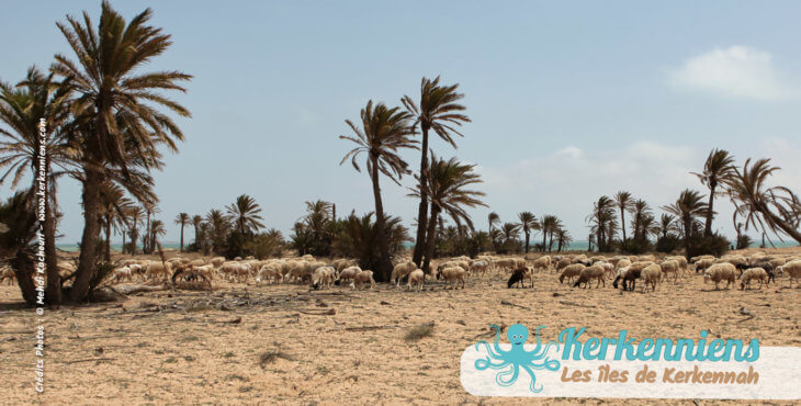 Kerkennah, Diamant de la Tunisie (moutons et palmiers)