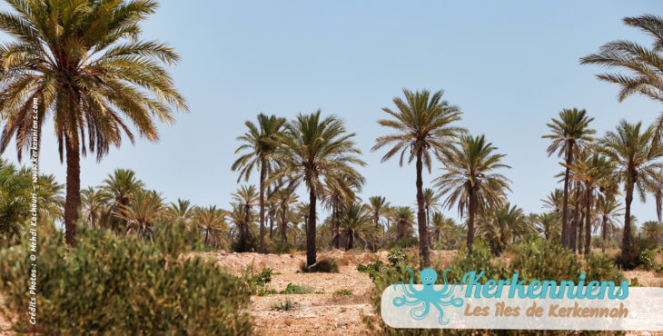 Les kerkeniens et les produits alcoolisés : hmada terres agricoles Kerkennah Tunisie