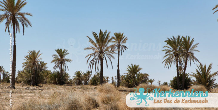 Kerkennah oasis développement durable Tunisie