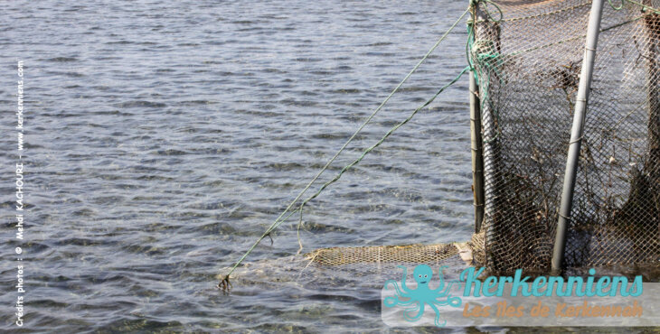 Pêcherie fixe artisanale Charfiya : Chambre de capture et nasse (Drina) marée basse