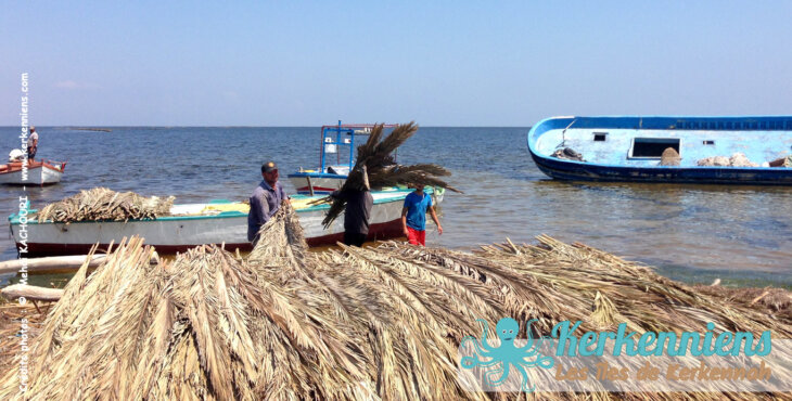 Pêcherie fixe artisanale Charfiya : Palmes entrant dans la confection des chrafi