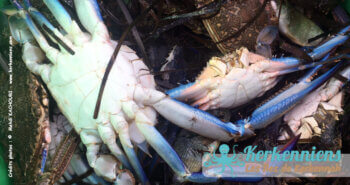 Crabe bleu sur le dos Portunus segnis pêche du jour avec drina
