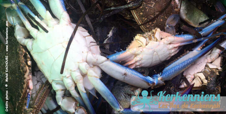 Crabe bleu sur le dos Portunus segnis pêche du jour avec une drina