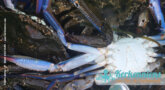Zoé : l'origine du crabe bleu (Portunus segnis) de Kerkennah