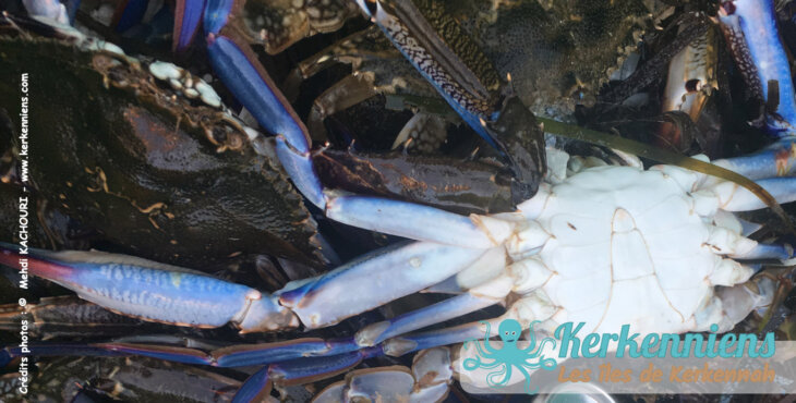 Zoé : l'origine du crabe bleu (Portunus segnis) de Kerkennah