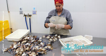 Extraction de la chair des crabes bleus et conditionnement en barquettes