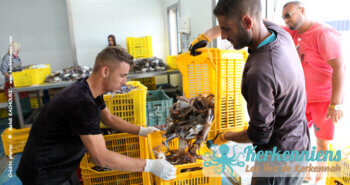 Pesée des cageots de crabes livrés par les grossistes (gashar) à l’usine de crabes bleus