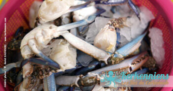 Seau de pinces de crabes bleus Mas Fish Kerkennah