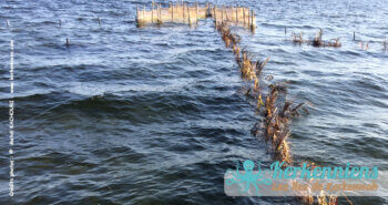 Charfiya : Pourquoi y a-t-il des crêtes de palmiers en mer ?