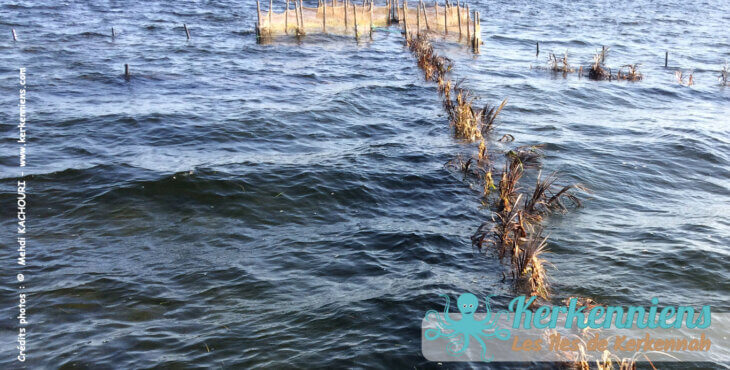 Charfiya : Pourquoi y a-t-il des crêtes de palmiers en mer ?