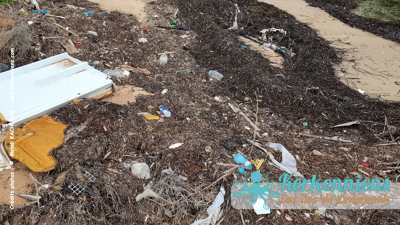 Posidonie, herbier vital de la vie marine, polluée par les déchets - Kerkennah (Juin 2023)