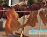 KalyBio, une offre de produits de la mer séchés traditionnellement à Ouled Ezzeddinne