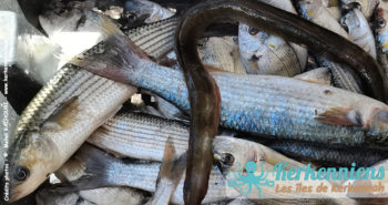 Arrivage de poissons frais, pêche traditionnelle en Charfia du jour, Restaurant Ennakhla, Sidi Frej, Kerkennah