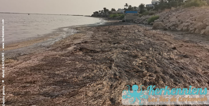 Plage de Bourouss, beauté du paysage côtier naturel, Archipel de Kerkennah 2023
