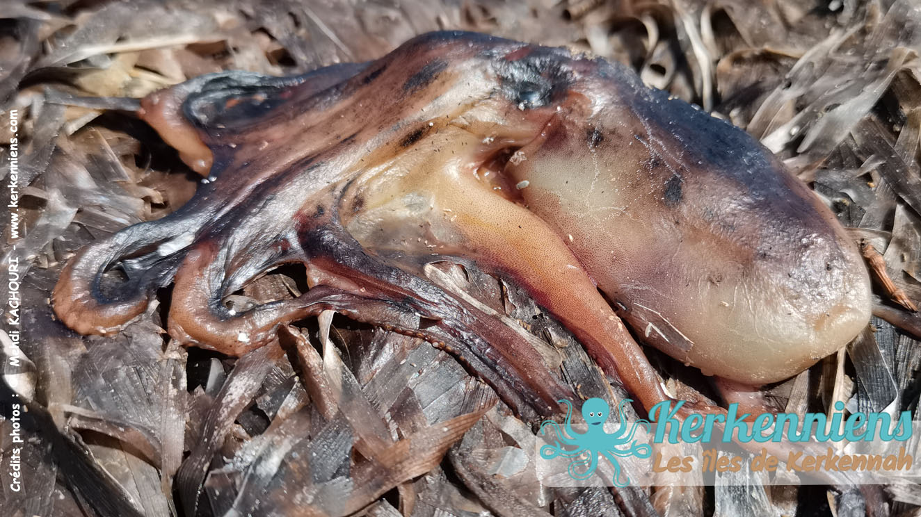 Jeune poulpe échoué sur une banquette d'herbier marin du rivage à Kerkennah 2023, Espèce à préserver