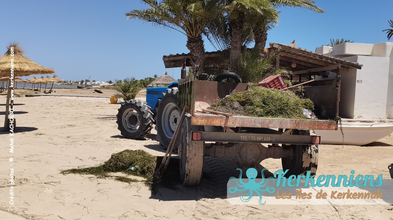 Tracteur enlevant la banquette des herbiers de Posidonia et de Cymodocea Nodosa, éco-plage Grand Hôtel Kerkennah 2023