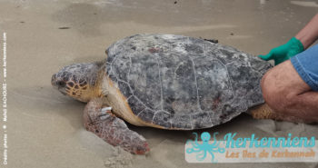 Deux tortues sauvées : Préservation en Méditerranée