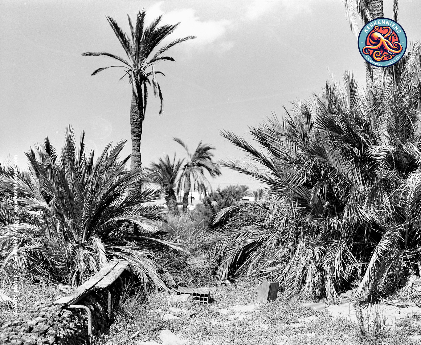 Palmiers à foison et palmes au fusain, allée du cimetière de Ouled Kacem, Guillaume Maty, Kerkennah 2023
