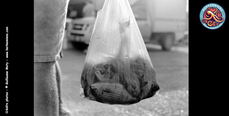 Poissons en plastique, marché aux poissons de Sidi Youssef, Guillaume Maty, Kerkennah 2023