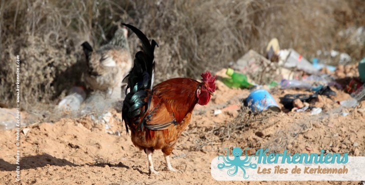 25 Mars 2012: C’est du propre en Tunisie et à Kerkennah Tunisie