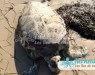 Tortue de mer Biodiversité marine massacre de tortues de mer à Kerkennah Tunisie