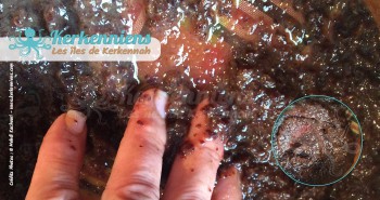 Malaxer raisins secs noire dans un tamis Recette de cuisine La Charmoula Sfaxienne
