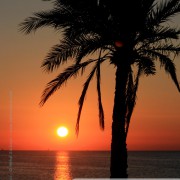 Palmier et coucher de soleil 