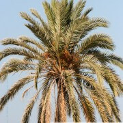 Photo de palmier à Kerkennah