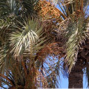 Palmier dattier de Kerkennah