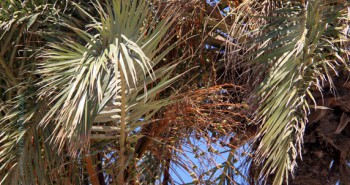 Album photos : Palmiers des Iles de Kerkennah