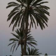 Palmier au coucher de soleil