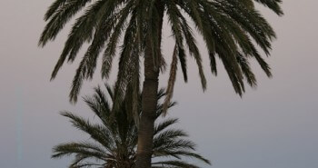 Album photos : Palmiers des Iles de Kerkennah