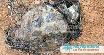 Carapace de Tortue Petite tortue Biodiversité marine massacre de tortues de mer à Kerkennah Tunisie