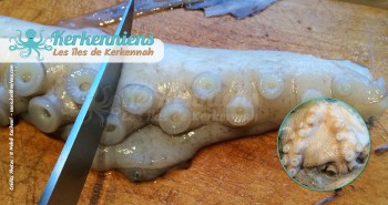 Poulpe karnit tentacules recette cuisine Kerkenniens