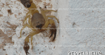 Scorpion Kerkennah – Photo de Leila Ayoub Kerkennienne