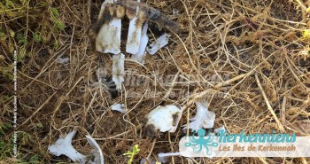 Squelette de tortue Biodiversité marine massacre de tortues de mer à Kerkennah Tunisie
