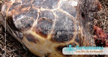 Tête de tortue Biodiversité marine massacre de tortues de mer à Kerkennah Tunisie