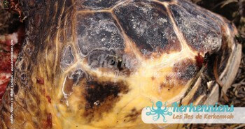Tête de tortue Biodiversité marine massacre de tortues de mer à Kerkennah Tunisie