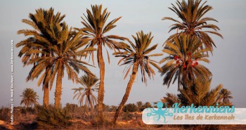 Vacances sur les îles Kerkennah en Tunisie